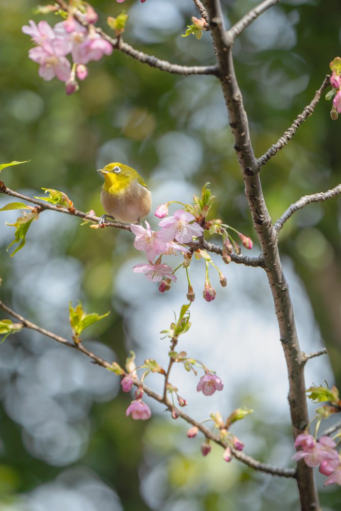 行徳野鳥観察舎の河津桜とメジロ