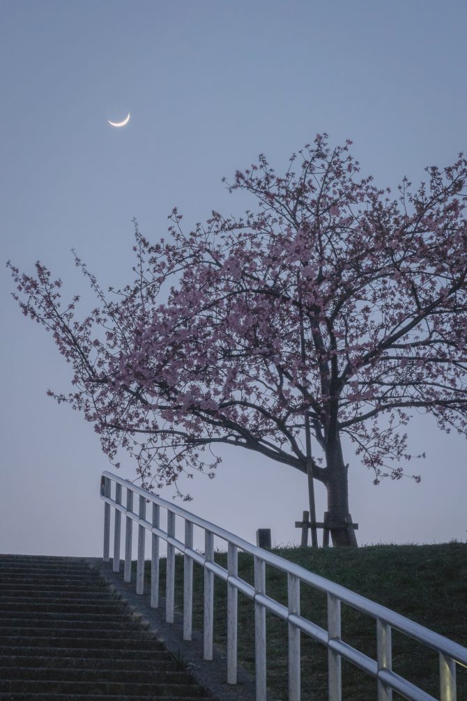 河津桜と細い月