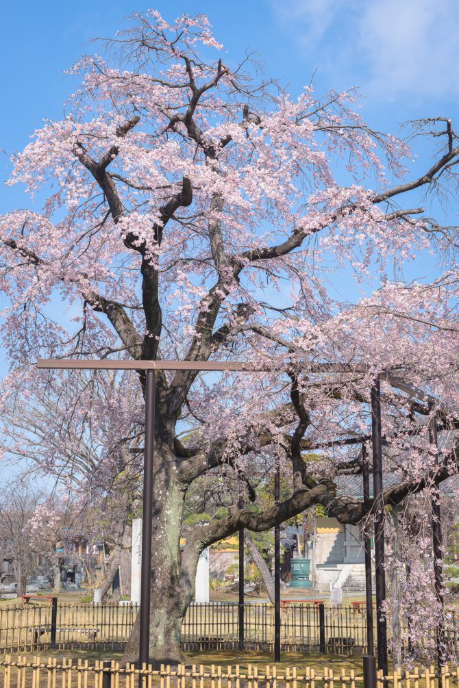 原木山妙行寺のしだれ桜が満開