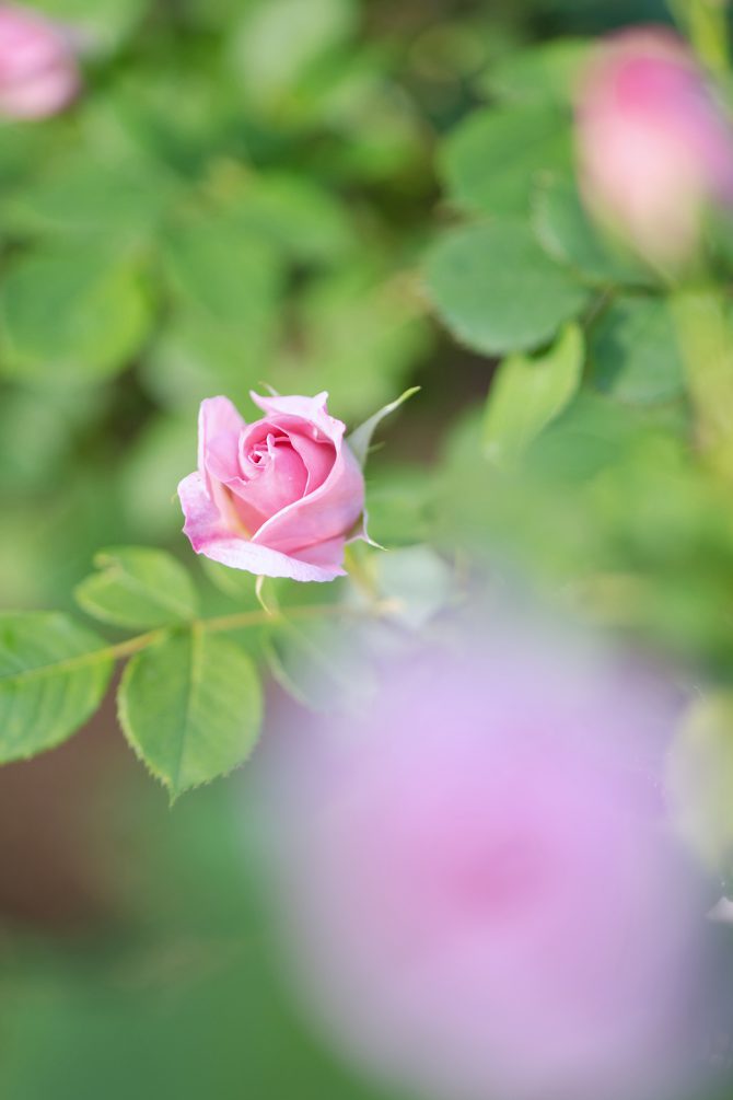 須和田公園の春のバラ