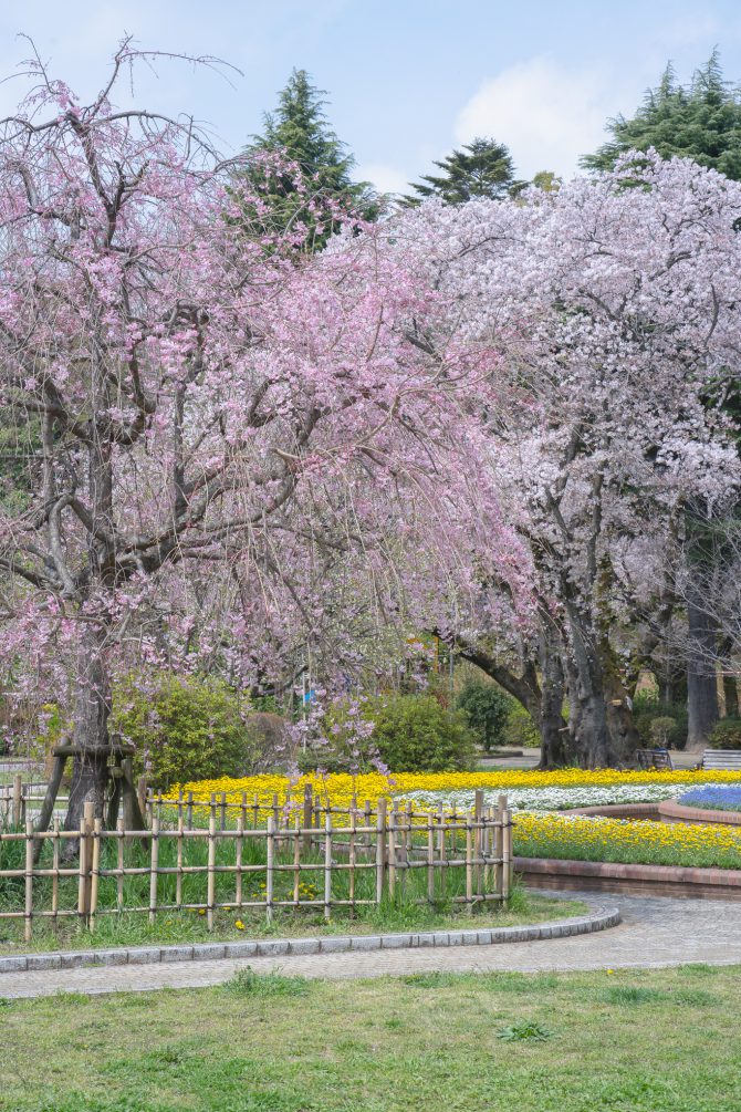 桜咲く里見公園