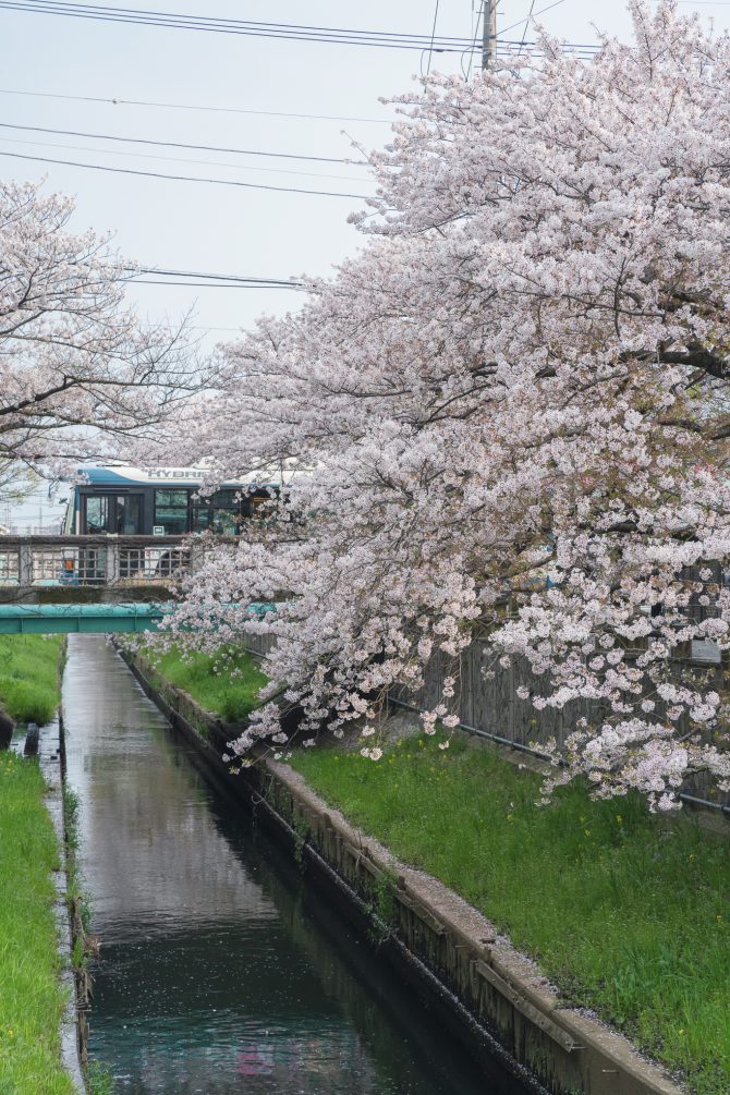 桜と真間川と京成バス