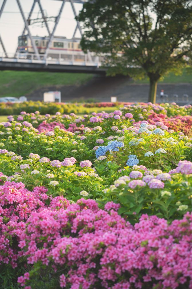 小岩菖蒲園の紫陽花